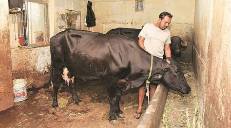 Govt withdraws controversial livestock bill
